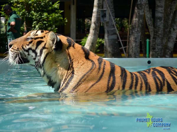 Phuket Island Tour include Tiger Kingdom