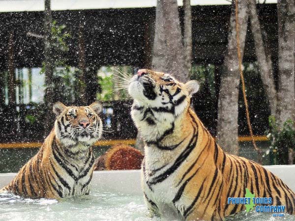 Phuket Island Tour include Tiger Kingdom