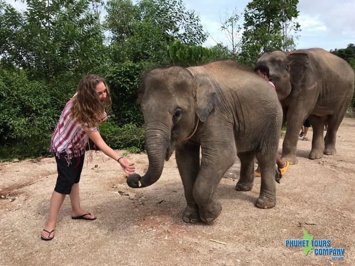 Phuket Elephant Family Care Tour Afternoon