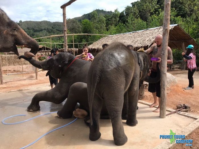 Phuket Elephant Family Care Tour Afternoon