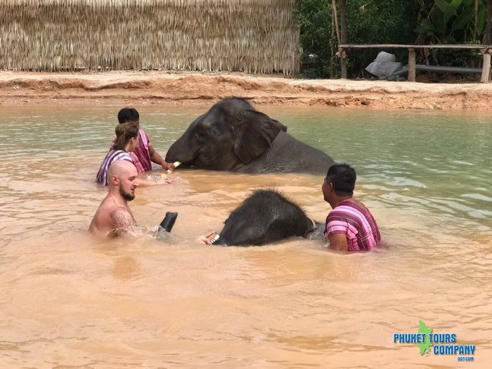 Phuket Elephant Family Care Tour Afternoon