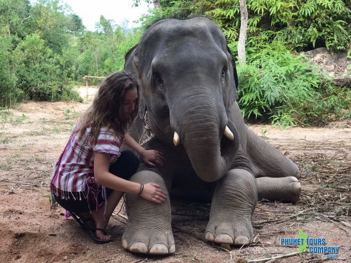 Phuket Elephant Family Care Tour Afternoon