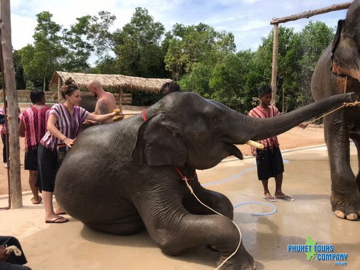 Phuket Elephant Family Care Tour Morning