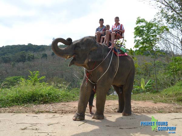 Phuket Elephant Trekking 1 Hour