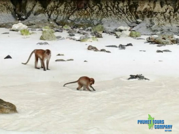 Phi Phi Island Half Day Sunset Plankton Tour