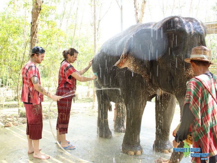 The Oasis Elephant Care Phuket Morning Tour