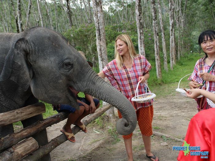 The Oasis Elephant Care Phuket Morning Tour