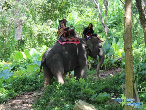 Phuket Elephant Trekking