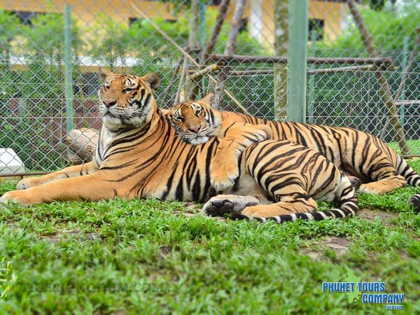 Phuket City Tiger Tour