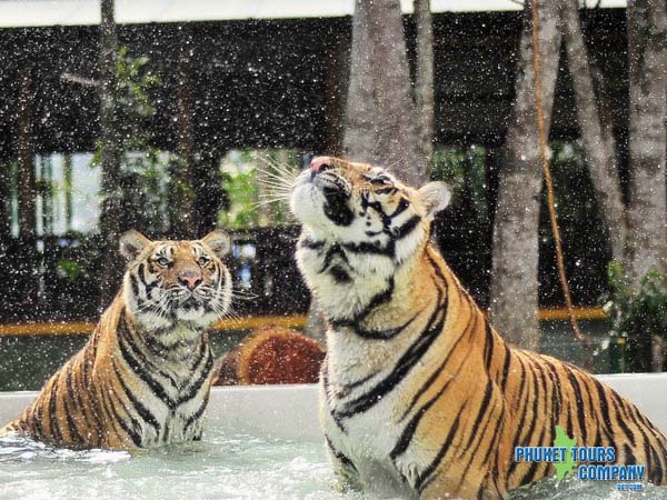 Phuket City Tour include Tiger Kingdom Afternoon