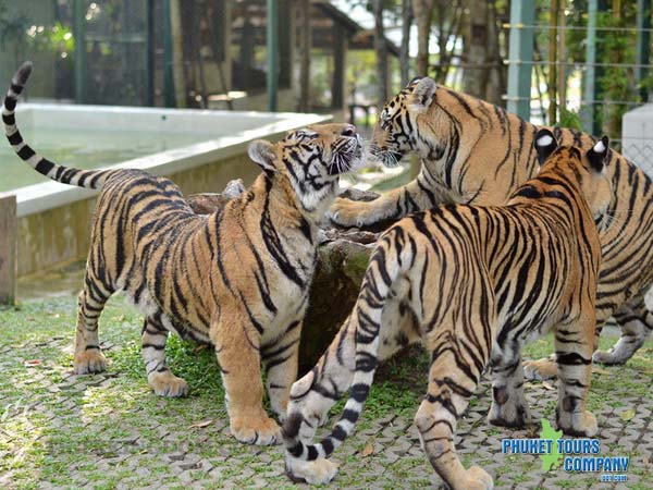 Phuket City Tour include Tiger Kingdom