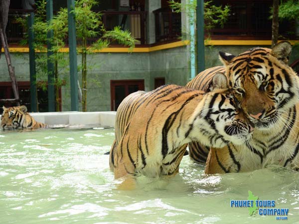 Phuket City Tour include Tiger Kingdom