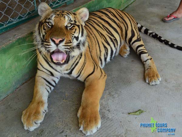 Phuket City Tour include Tiger Kingdom