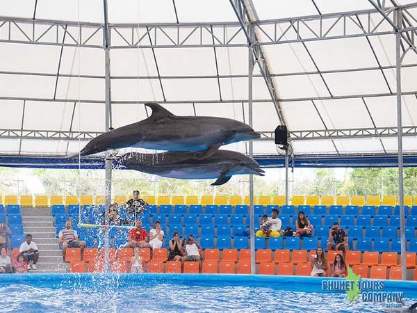 Phuket Dolphin Show Regular Seats