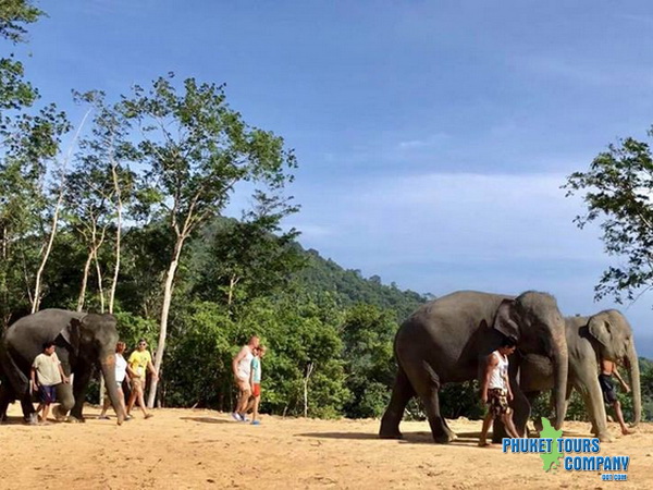 Phuket Elephant Jungle Beach Tour