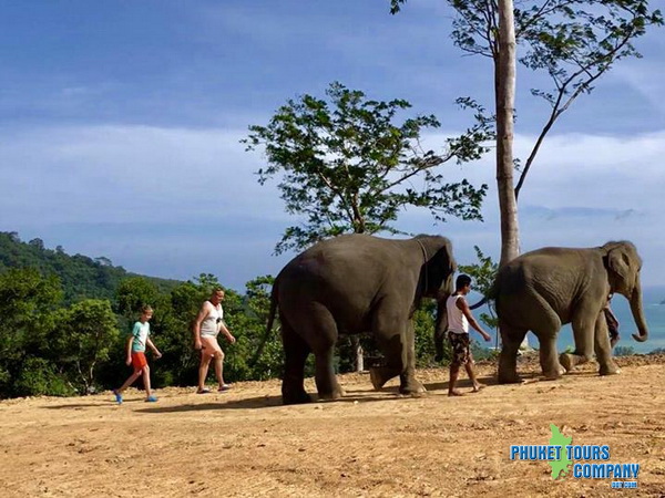 Phuket Elephant Jungle Beach Tour