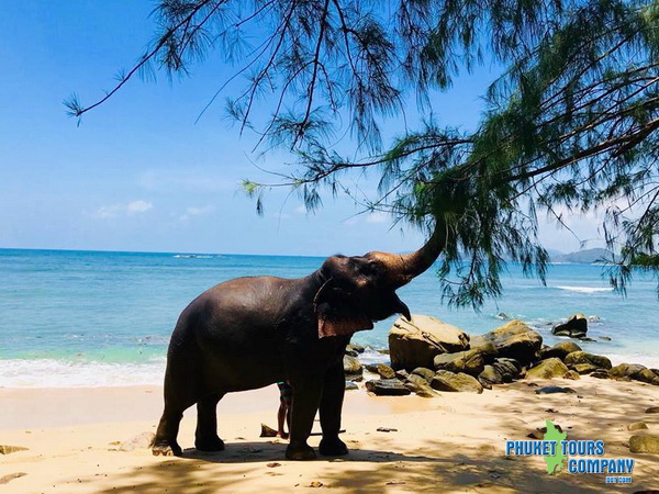 Phuket Elephant Jungle Beach Tour