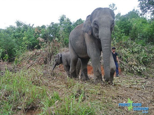 Phuket Elephant Jungle Sanctuary Afternoon