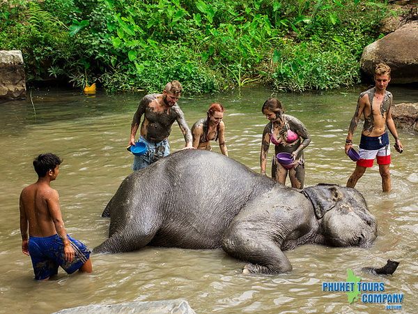 Phuket Elephant Jungle Sanctuary Afternoon