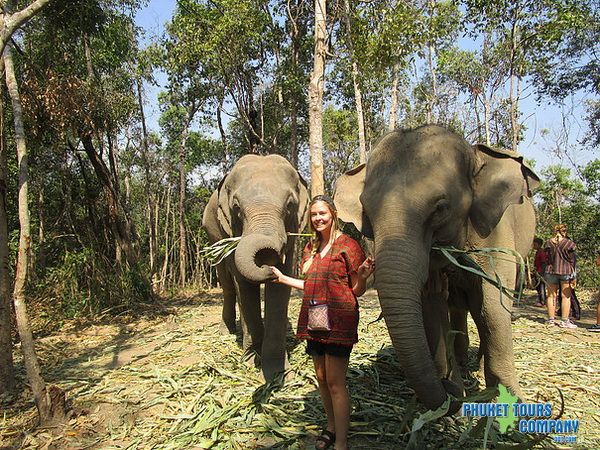 Phuket Elephant Jungle Sanctuary Afternoon