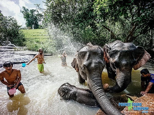 Phuket Elephant Jungle Sanctuary Afternoon