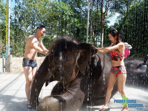 Phuket Elephant Retirement Sanctuary Morning Tour
