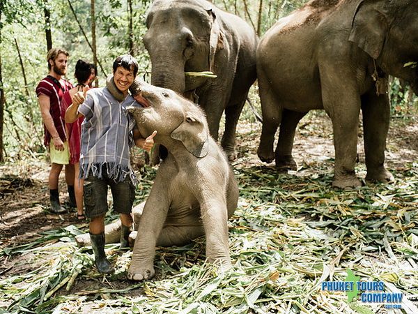 Phuket Elephant Jungle Sanctuary Morning