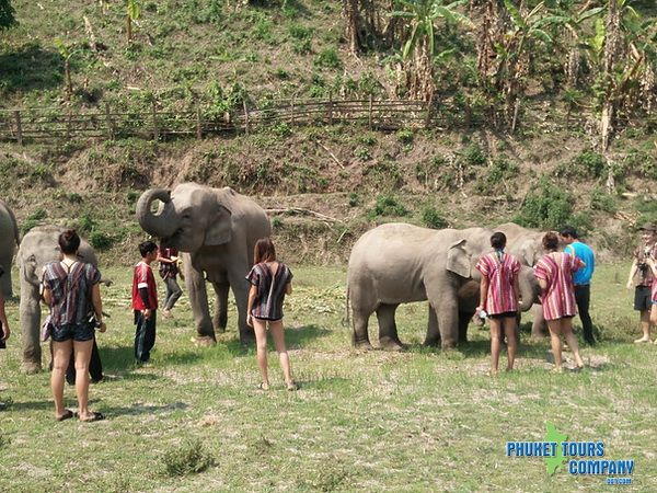 Phuket Elephant Jungle Sanctuary Morning