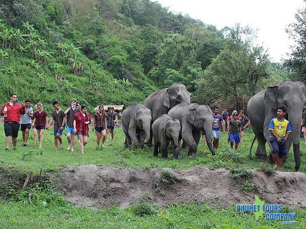 Phuket Elephant Jungle Sanctuary Morning