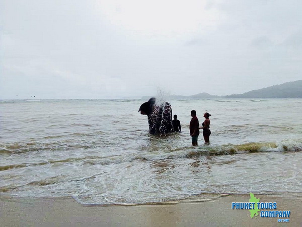 Phuket Elephant Swim in Sea Tour 1 Hour