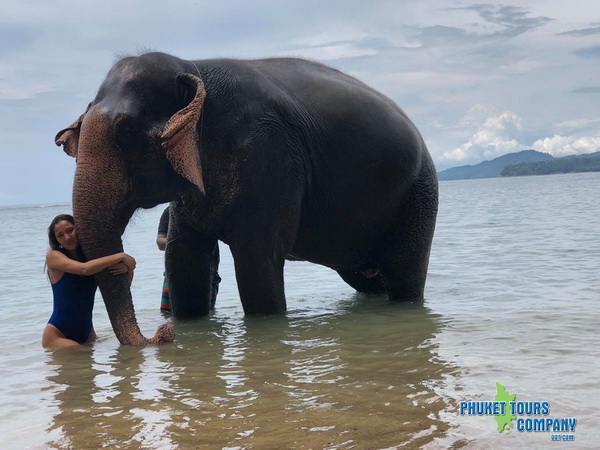 Phuket Elephant Swim in Sea Tour 1 Hour