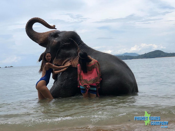 Phuket Elephant Swim in Sea Tour 2 Hour