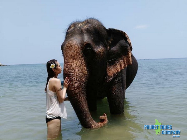 Phuket Elephant Swim in Sea Tour 30 Minutes