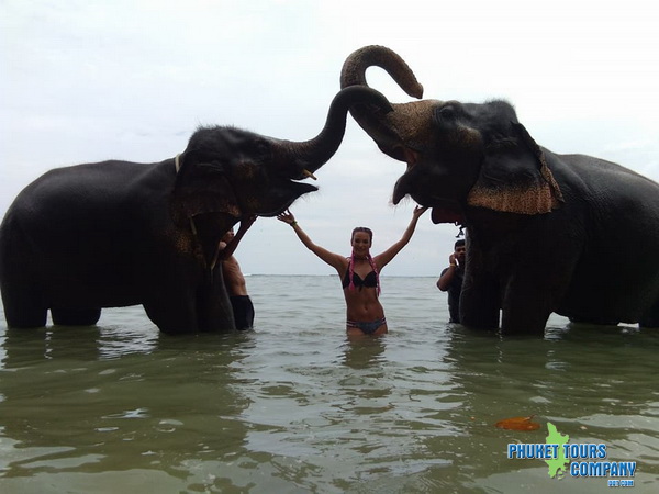 Phuket Elephant Swim in Sea Tour 30 Minutes