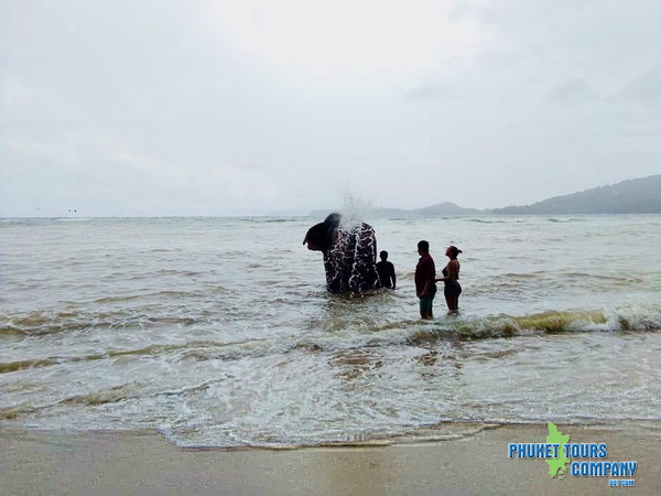 Phuket Elephant Swim in Sea Tour 30 Minutes