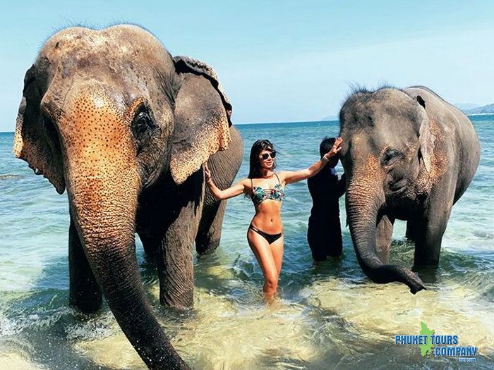 Phuket Elephant Swim in Sea Tour 30 Minutes