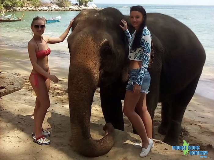 Phuket Elephant Swim in Sea Tour 2 Hour