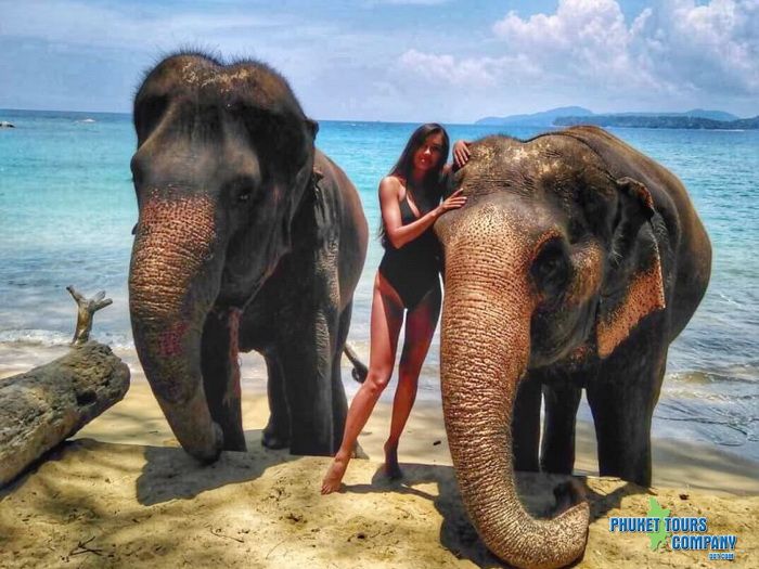 Phuket Elephant Swim in Sea Tour 2 Hour