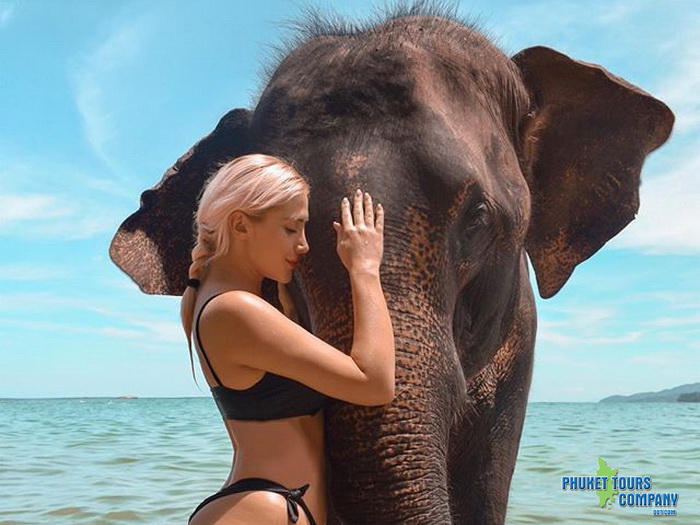 Phuket Elephant Swim in Sea Tour 1 Hour