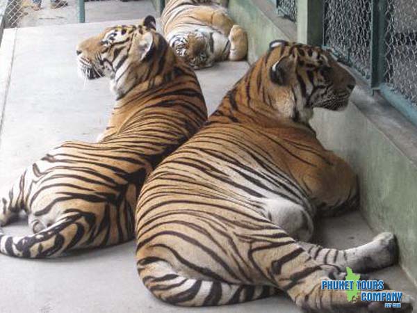 Phuket Tiger Park