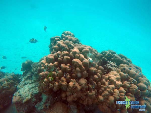 Raya Island Coral Island Maiton Island Tour