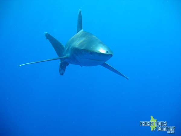 King Cruiser Shark Point 3 Dives Tour