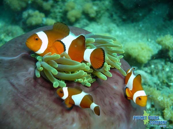 Scuba Diving Coral Island