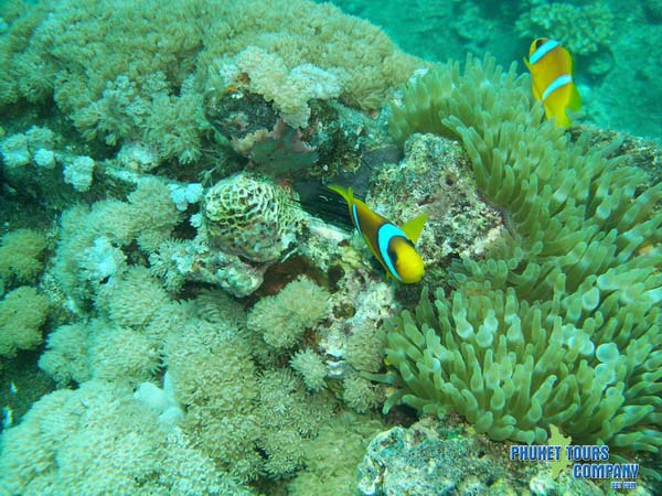 Scuba Diving Coral Island