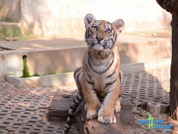 Phuket Tiger Kingdom